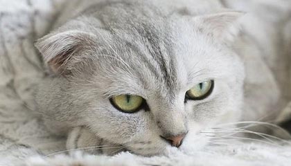 尼斯反击频率提升扩大进攻覆盖范围，尼斯iae